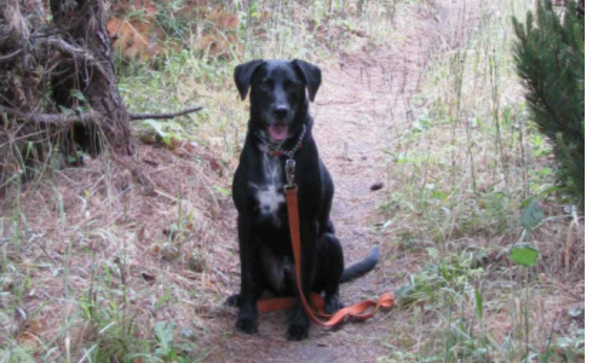 Oliver seated calmly on leash along a wooded hiking trail